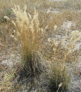 White Top Wallaby-grass - mature plants