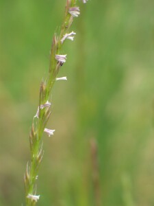 Wimmera Ryegrass - flower spike