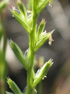 Wimmera Ryegrass - spikelet
