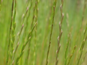 Wimmera Ryegrass - spikes