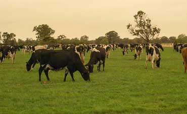 Figure 22. Grazing of a SDI ryegrass / white clover pasture (by a herd of cows) in northern Victoria