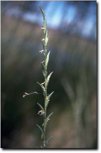 Image: Tall Wheat Grass