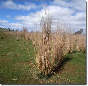 Image: Tall Wheat Grass Plants
