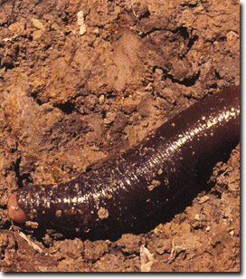 PHOTO: Giant Gippsland Earthworm