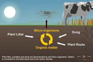 Carbon Cycle Animation | VRO | Agriculture Victoria