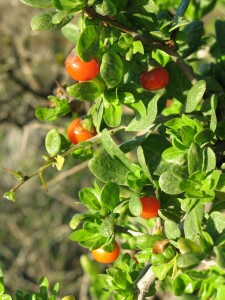 Photo: African Boxthorn fruit