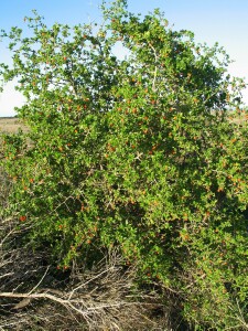 Photo: African Boxthorn plant