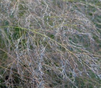 Photo: Seed heads of African Lovegrass