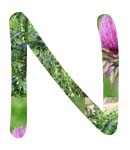 Weeds alphabetical listing - common name n