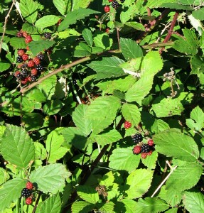Photo: Blackberry fruit and foliage