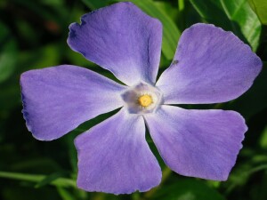 Photo: Blue Periwinkle Flower