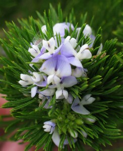 Blue Psoralea flower