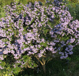 Blue Psoralea plant