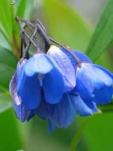Photo: Bluebell Creeper flower
