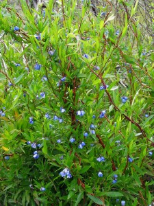 Photo: Bluebell Creeper plant