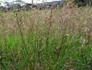 Photo: Brown-top Bent grass