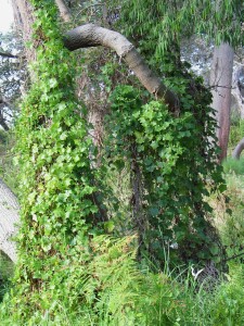 Photo: Cape Ivy infestation on Rosebud foreshore