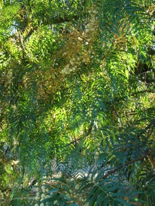 Photo:  Cedar Wattle Foliage