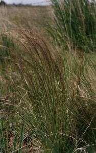 Photo: Chilean Needle Grass