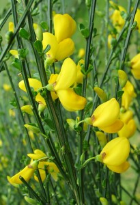 Photo: English Broom flowers