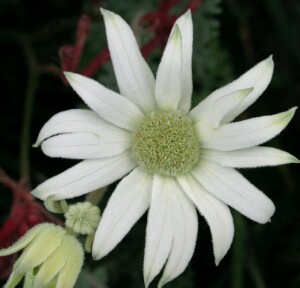 Photo:  Flannel Flower