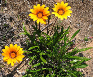 Gazania yellow flower