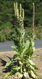 Image: Great Mullein on road side