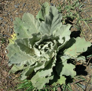 Image:  Great Mullein rosette