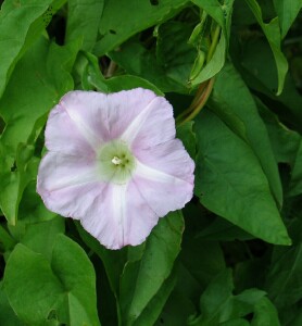 Greater Bindweed flowers and leaves