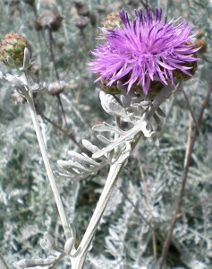 Photo: Hardhead flower