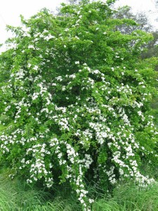 Photo: Hawthorn Tree