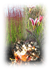Photo: Perennials with bulbs or corms