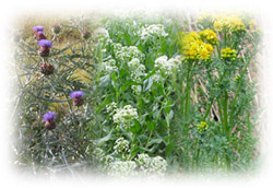 Photo: Herbs Perennial