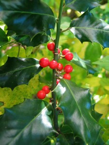 Photo:  Holly leaves and fruit