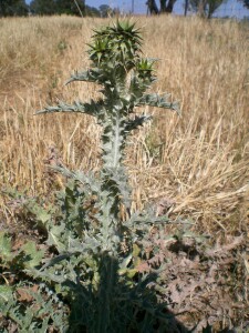 Photo: Illyrian Thistle plant