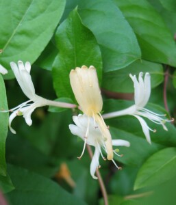 Photo: Japanese honeysuckle flower