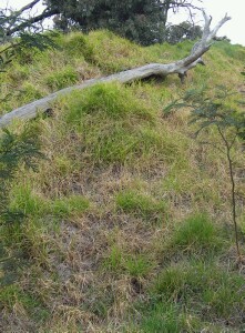 Photo: Kikuyu Grass infestation