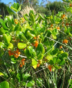 Mirror bush berries