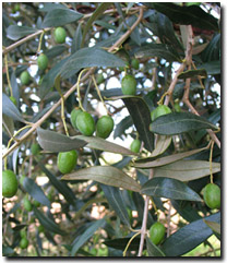 Photo: Olive Foliage and Fruit