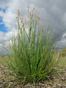 Photo:  Onion Weed Plant