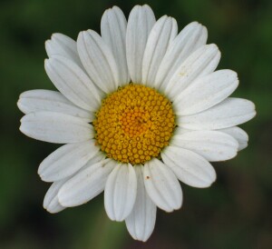 Photo: Ox-eye daisy flower (February)