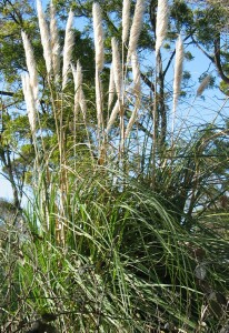 Photo:  Pampas Grass