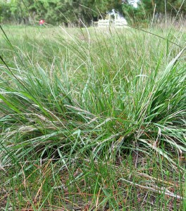 Photo: Parramatta grass