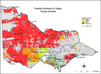 Map: Potential distribution of Caltrop