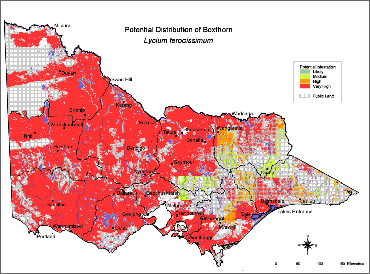 Map:  Potential distribution - African Boxthorn