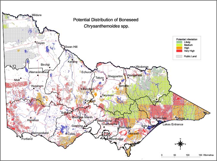 Map:  Potential distribution - Boneseed
