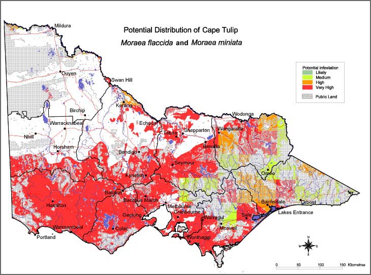 Map:  Potential distribution - Cape Tulip