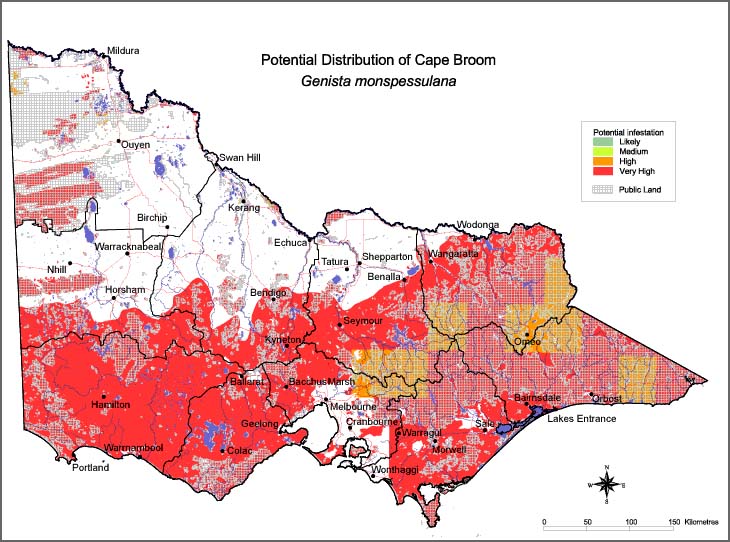 Map:  Potential distribution - Cape Broom