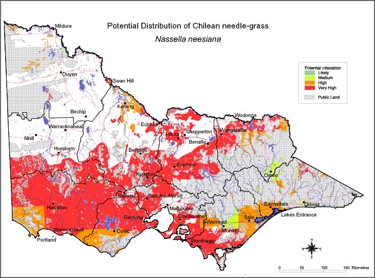 Map:  Potential distribution - Chilean Needlegrass