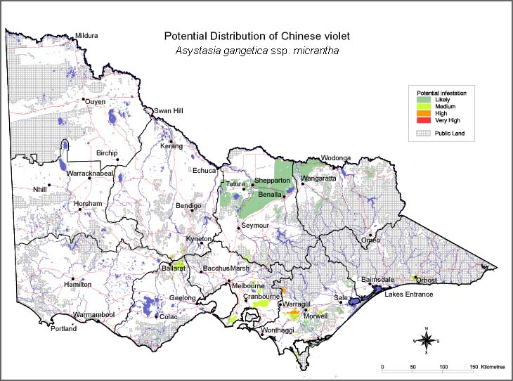 Map:  Potential distribution - Chinese Violet